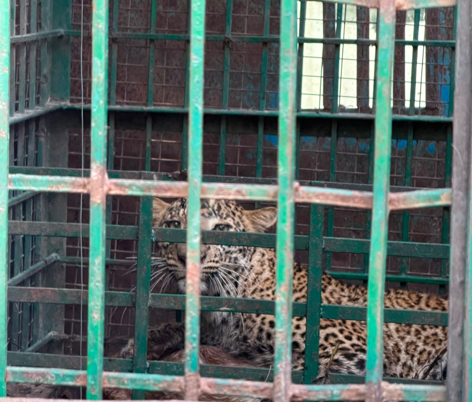 Leopard trapped at dawn: Forest teams end village’s sleepless nights